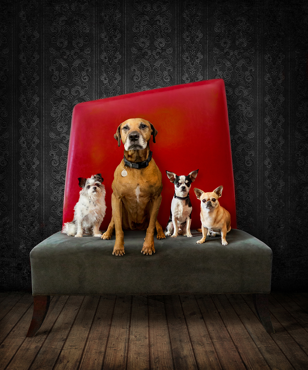 Dogs_High_Res_Revised2